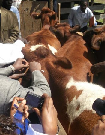 Kenya Dairy Farmers Federation
