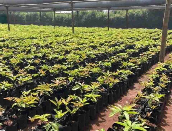 Crofts Ltd Thika