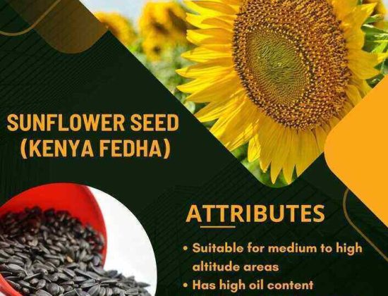 Kenya Seed Company Eldoret