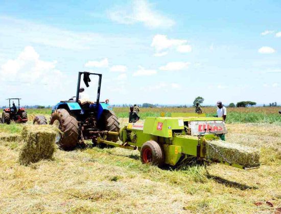 Kenya Seed Company Eldoret
