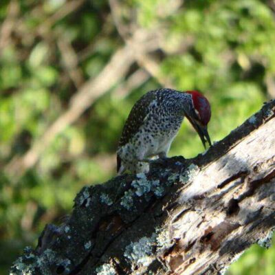 Ngare Ndare Forest Trust Meru