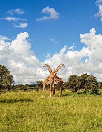 Swara Acacia Lodge Athi River