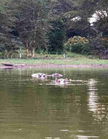 Bilashaka Lodge Naivasha