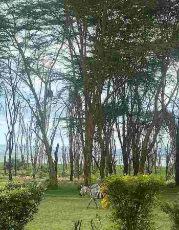 Bilashaka Lodge Naivasha