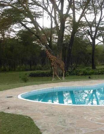 Bilashaka Lodge Naivasha