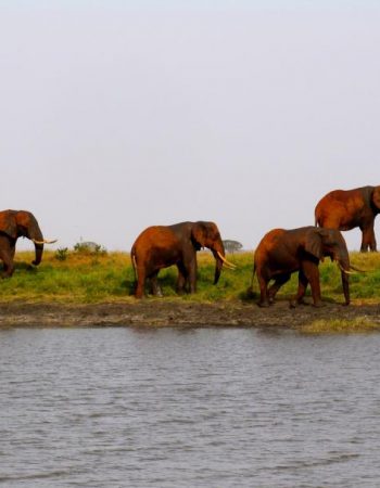 Bongo Safaris – Tour Operators