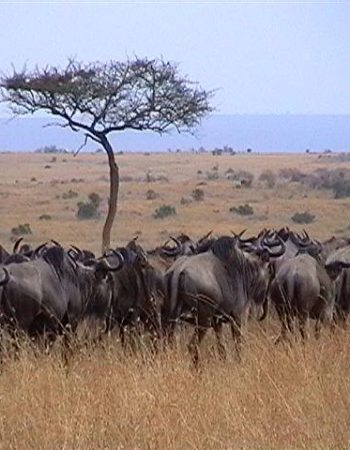 Arlom Kenya Safaris