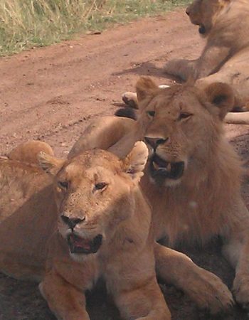 Arlom Kenya Safaris