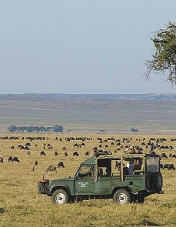  Liz Safaris