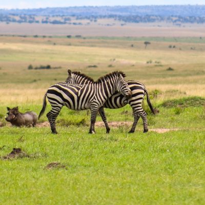 Kenya Expresso Tours and Safaris