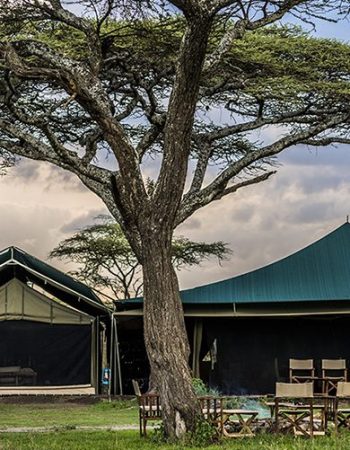 Jambo Travel House Safaris