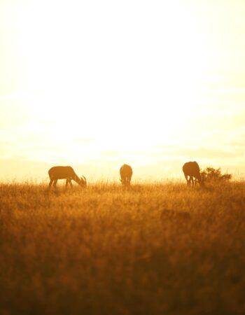 Amani Mara Camp Kenya