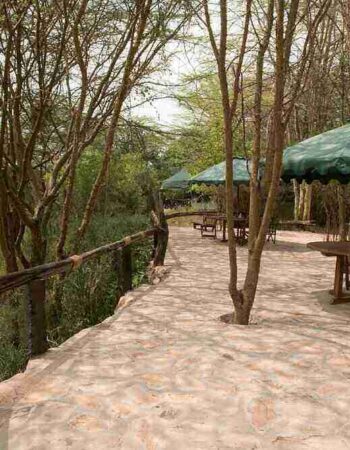 Aruba Mara Camp Kenya