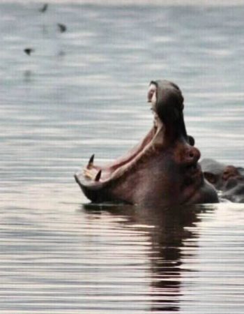 Hippo Point Naivasha