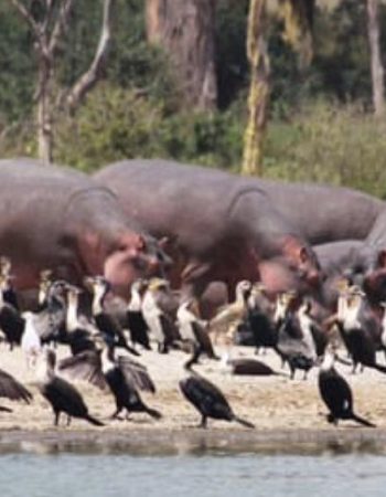 Hippo Point Naivasha
