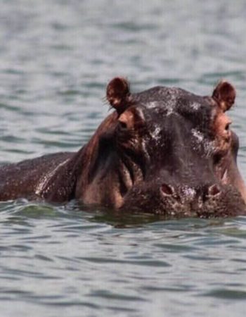 Hippo Point Naivasha