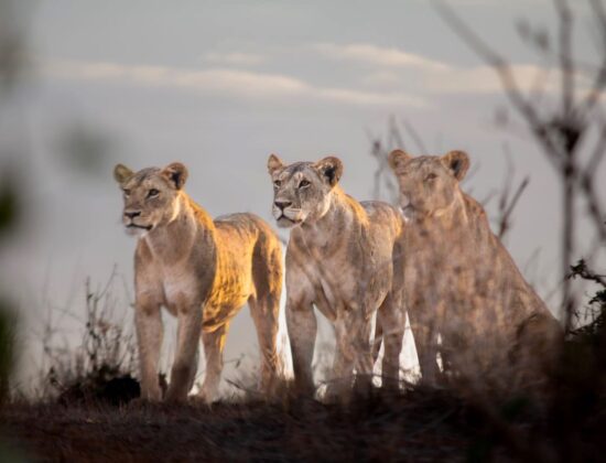 New Kenya Travel & Tours Safaris Ltd