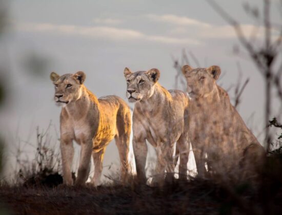 New Kenya Travel & Tours Safaris Ltd