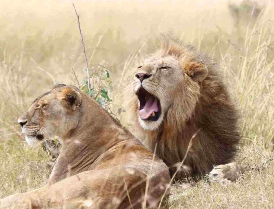 Diani Tours and Safaris