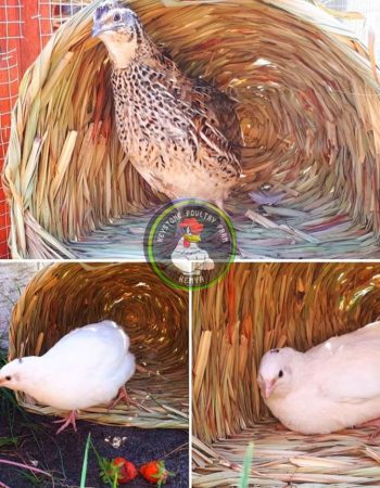 Kenya Poultry Farmers Ltd