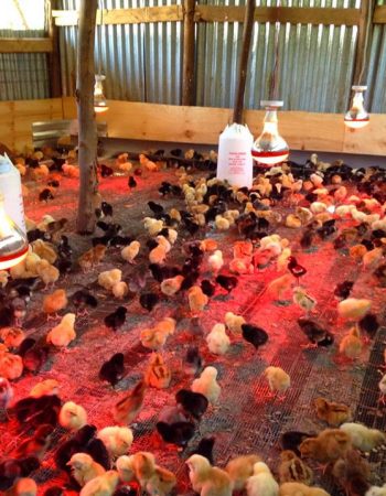 Keystone Poultry Farm – Kenya