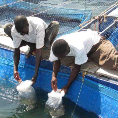 African Blue Limited Kisumu