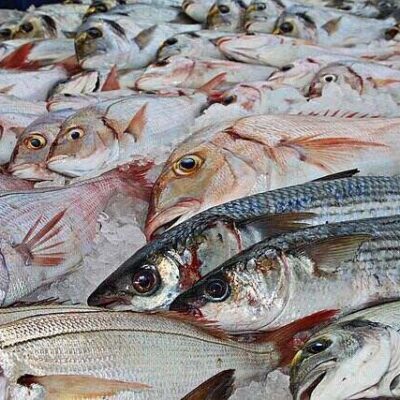 Migingo Fish Supplies Limited Kisumu