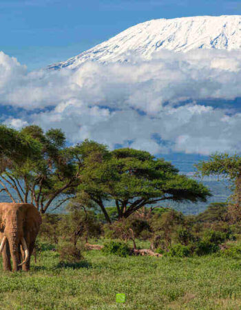 Ringo Adventure Safaris