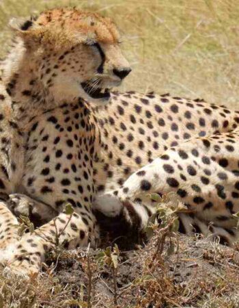 Ringo Adventure Safaris