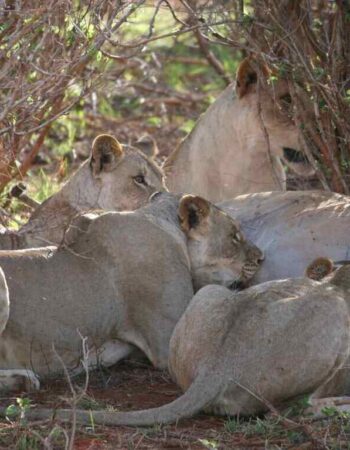 Ringo Adventure Safaris