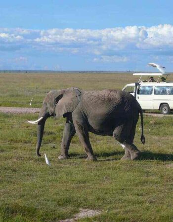 Ringo Adventure Safaris