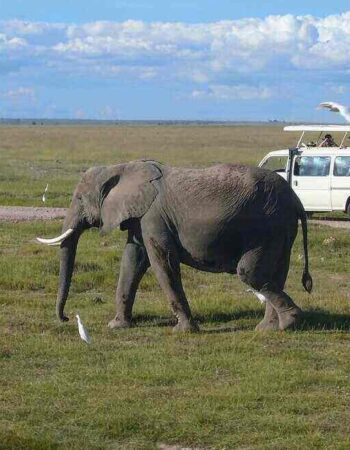 Ringo Adventure Safaris Diani