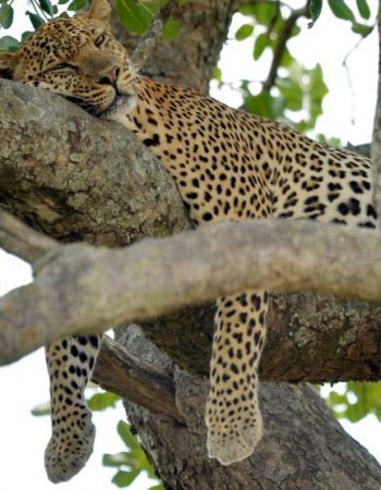 Twinkle Star Tours and Safaris