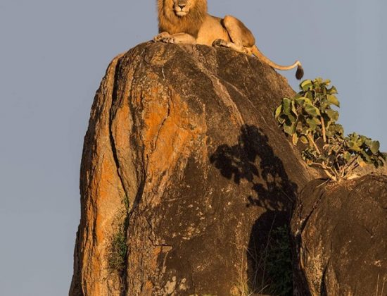 Orange Adventure Tours & Safaris