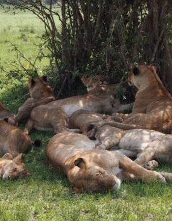 Twinkle Star Tours and Safaris