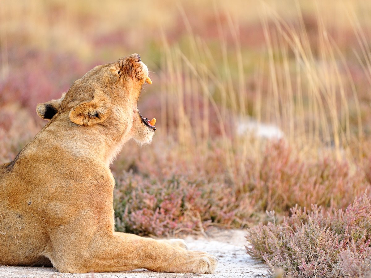 South Rift Galaxy Safaris