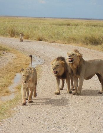 South Rift Galaxy Safaris