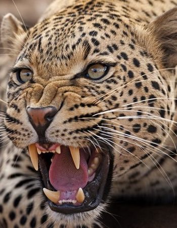 South Rift Galaxy Safaris