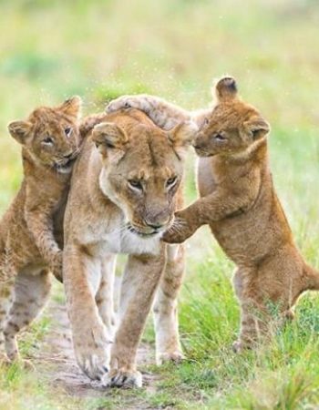 South Rift Galaxy Safaris