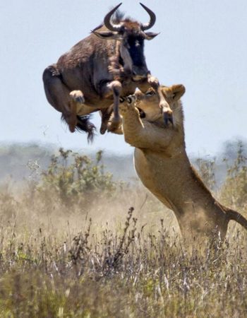 South Rift Galaxy Safaris