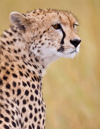 South Rift Galaxy Safaris