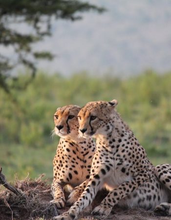 South Rift Galaxy Safaris