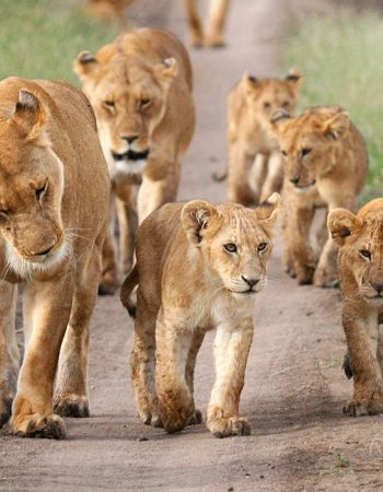 South Rift Galaxy Safaris