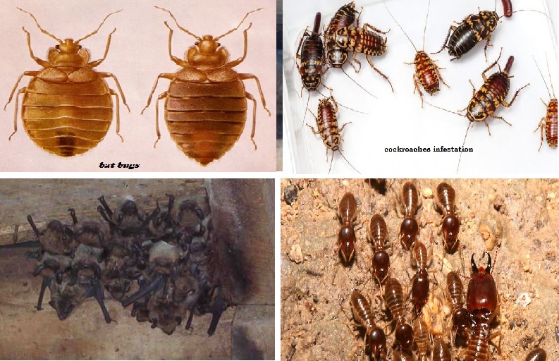 JOPESTKIL KENYA GUARANTEED FUMIGATION