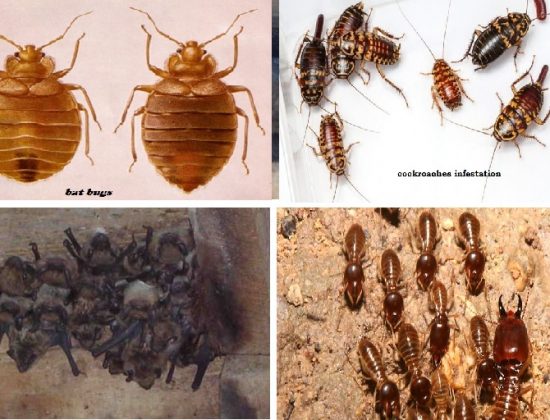 JOPESTKIL KENYA GUARANTEED FUMIGATION