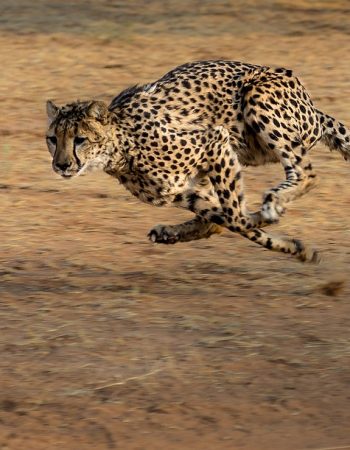 Twinkle Star Tours and Safaris