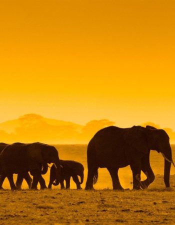 Twinkle Star Tours and Safaris