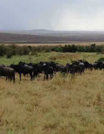 Simba Oryx Nature Camp Maasai Mara