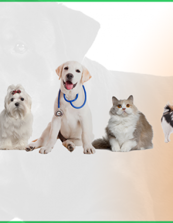 Pets Centre Veterinary Clinic