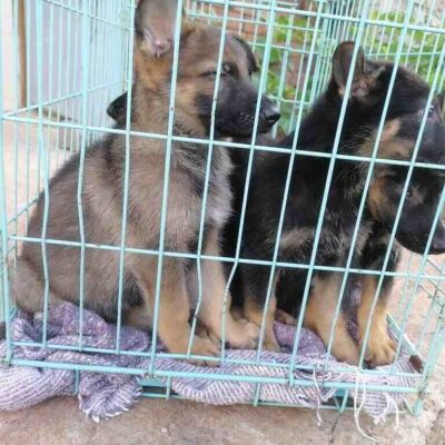 Nairobi Small and Companion Animal Hospital (NASCAH)